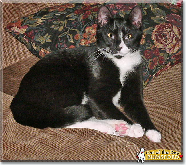 Rumsford the Tuxedo Cat, the Cat of the Day