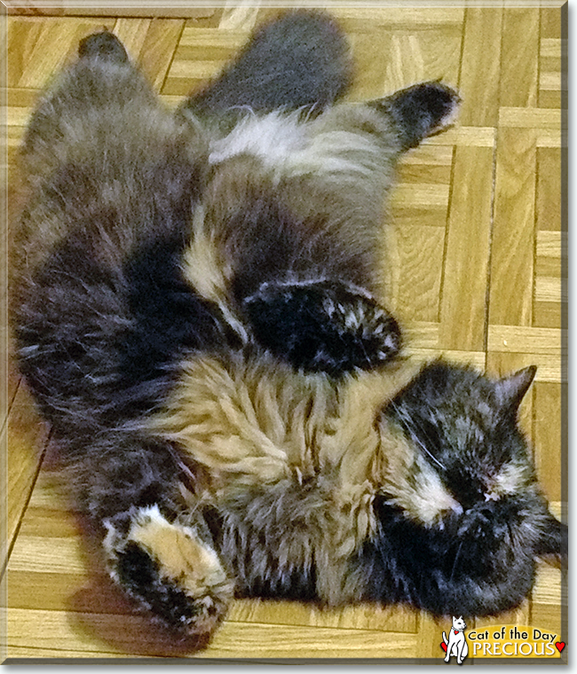 Precious the Tortoiseshell Longhair, the Cat of the Day