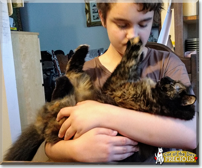 Precious the Tortoiseshell Longhair, the Cat of the Day