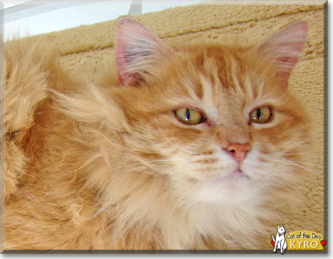 Kyro the Domestic Longhair, the Cat of the Day