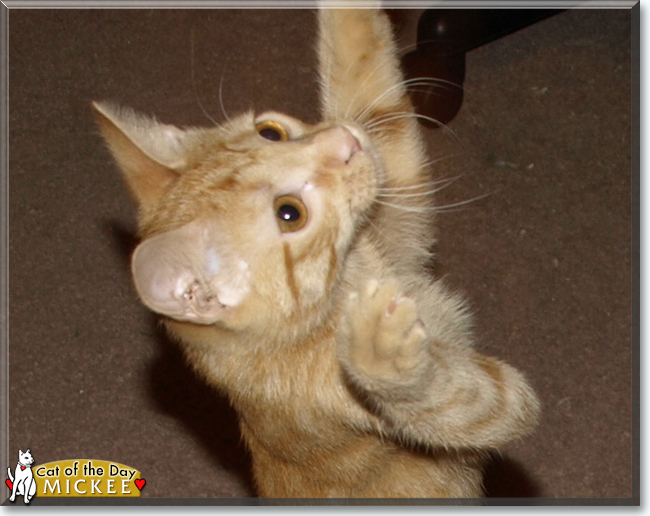 Mickee the Orange Tabby, the Cat of the Day