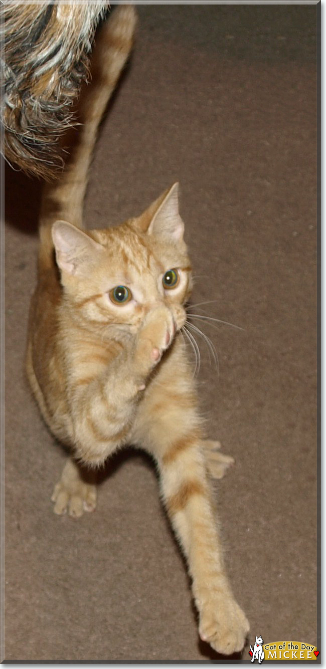 Mickee the Orange Tabby, the Cat of the Day