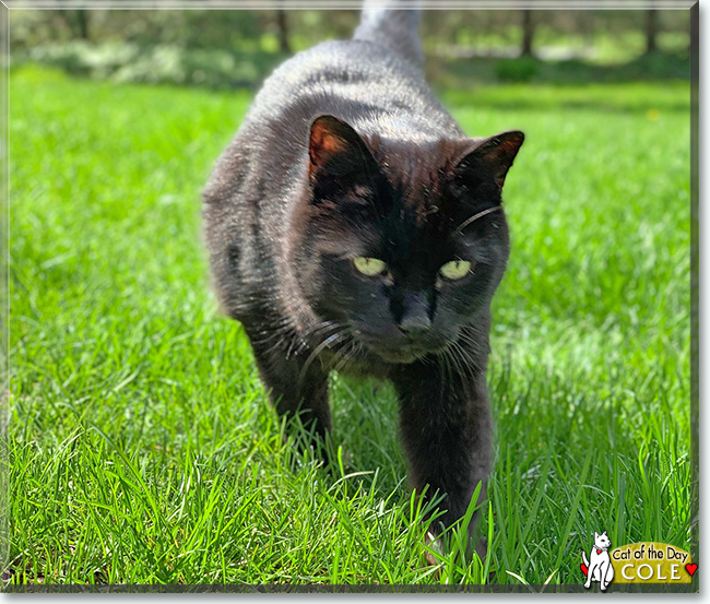 Cole the Turkish Angora, Maine Coon, Persian mix, the Cat of the Day