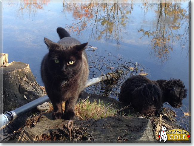 Cole the Turkish Angora, Maine Coon, Persian mix, the Cat of the Day