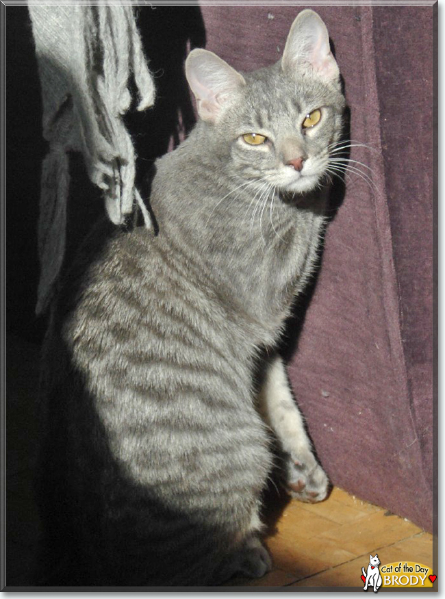 Brody the Silver Tabby, the Cat of the Day