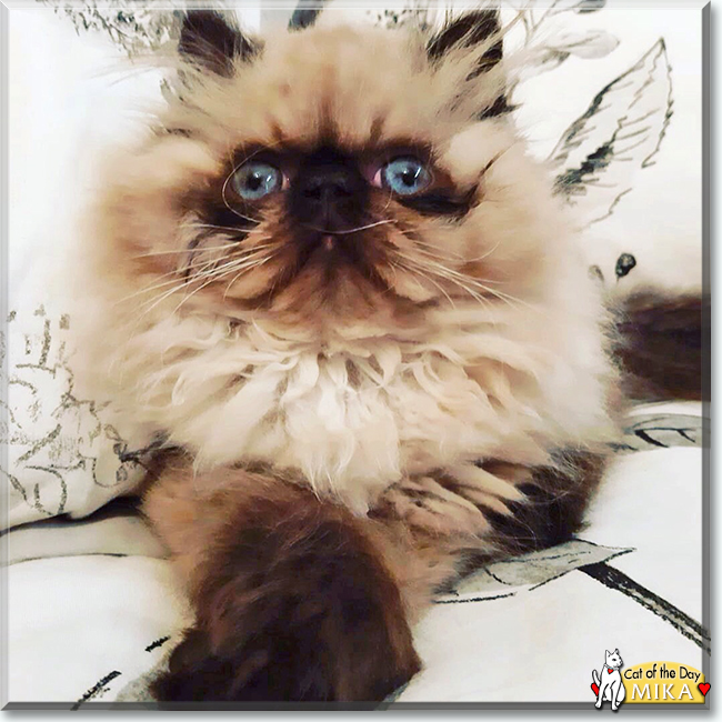 Mika the Persian, the Cat of the Day