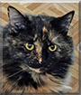 Precious the Tortoiseshell Longhair