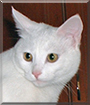 Shila the Turkish Angora mix