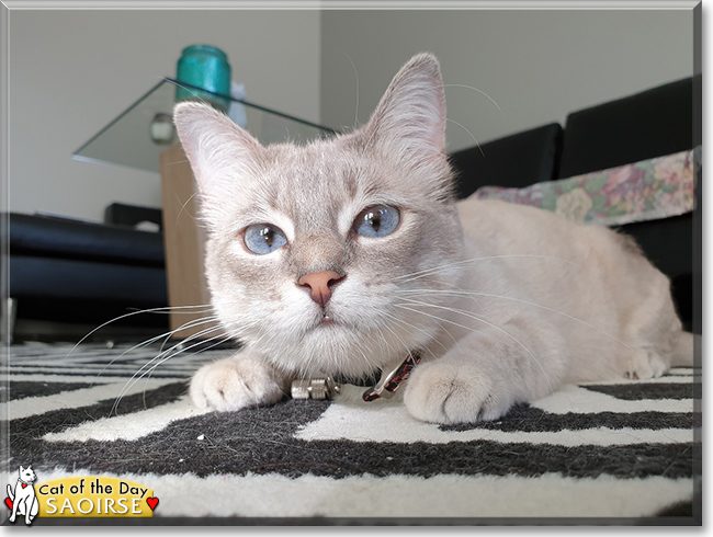 Saoirse the Siamese, the Cat of the Day