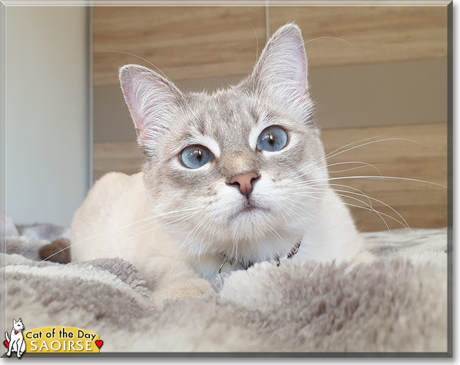 Saoirse the Siamese, the Cat of the Day