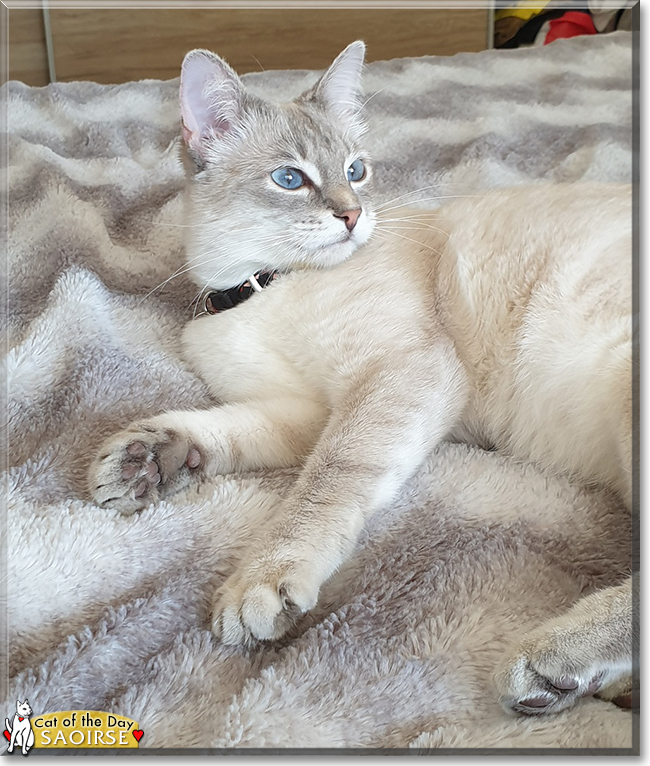 Saoirse the Siamese, the Cat of the Day