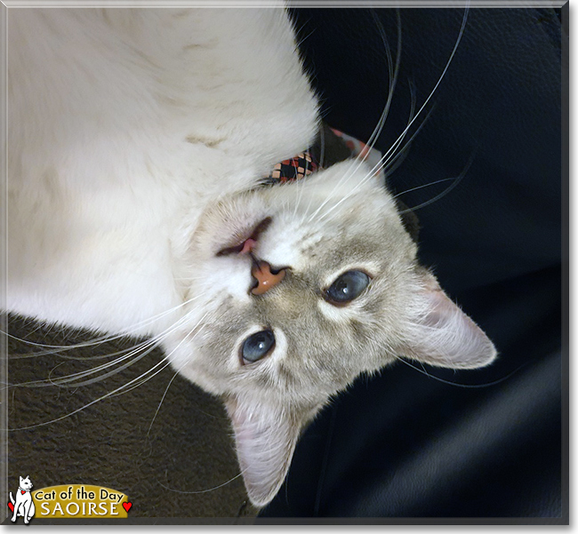 Saoirse the Siamese, the Cat of the Day