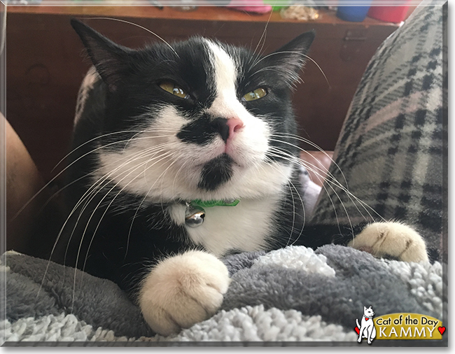 Kammy the Tuxedo Cat, the Cat of the Day