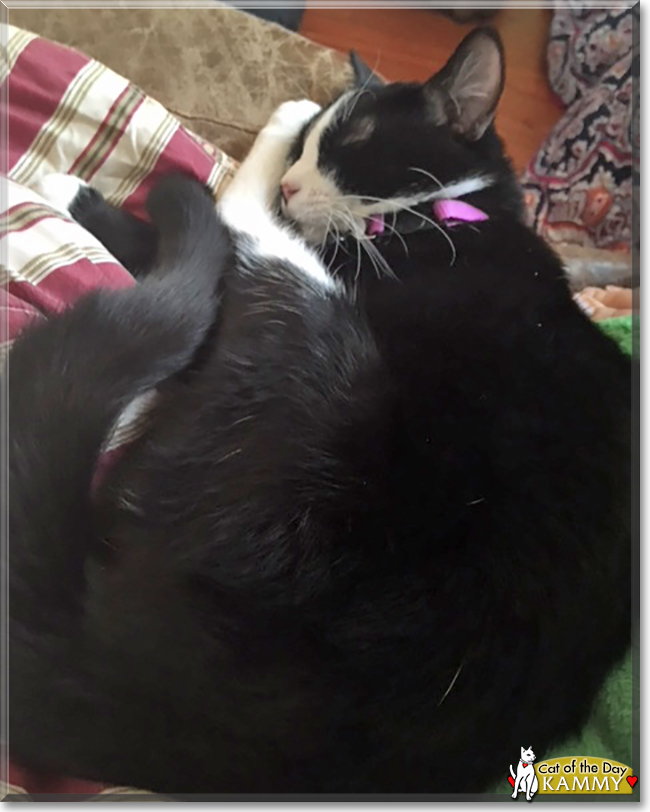 Kammy the Tuxedo Cat, the Cat of the Day