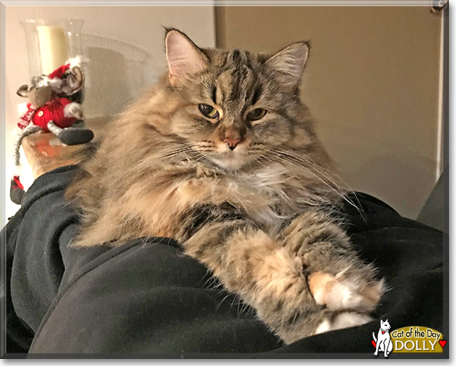 Amfibiekøretøjer Mentor løfte Dolly - Maine Coon, Ragdoll mix - March 5, 2019