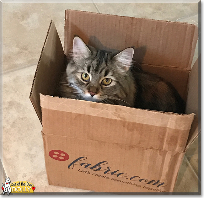 Dolly the Maine Coon, Ragdoll mix, the Cat of the Day