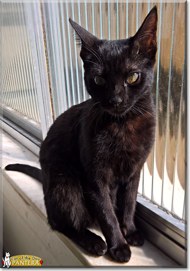 Pantera the Brazilian Cat mix, the Cat of the Day