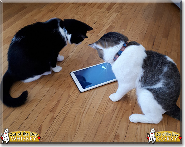 Whiskey the Tuxedo and Corky the Tabby, the Cats of the Day