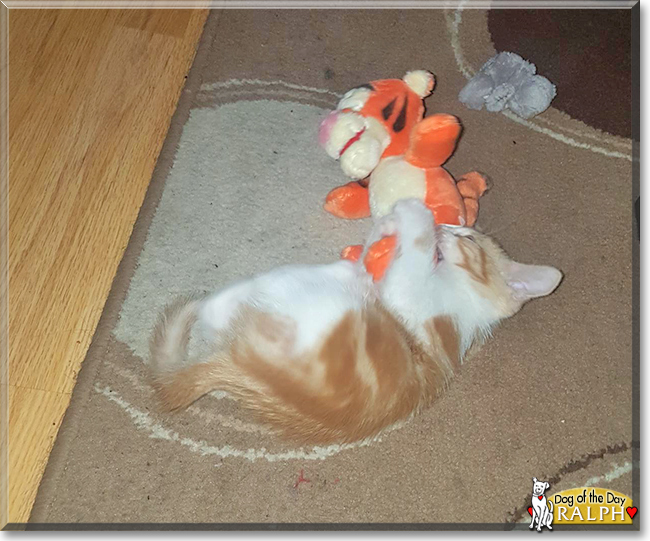 Ralph the Ginger Tabby, the Cat of the Day