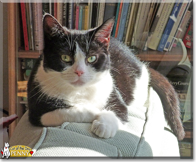 Penny the Tuxedo Cat, the Cats of the Day