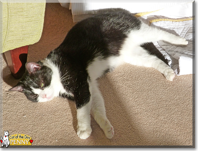 Penny the Tuxedo Cat, the Cats of the Day