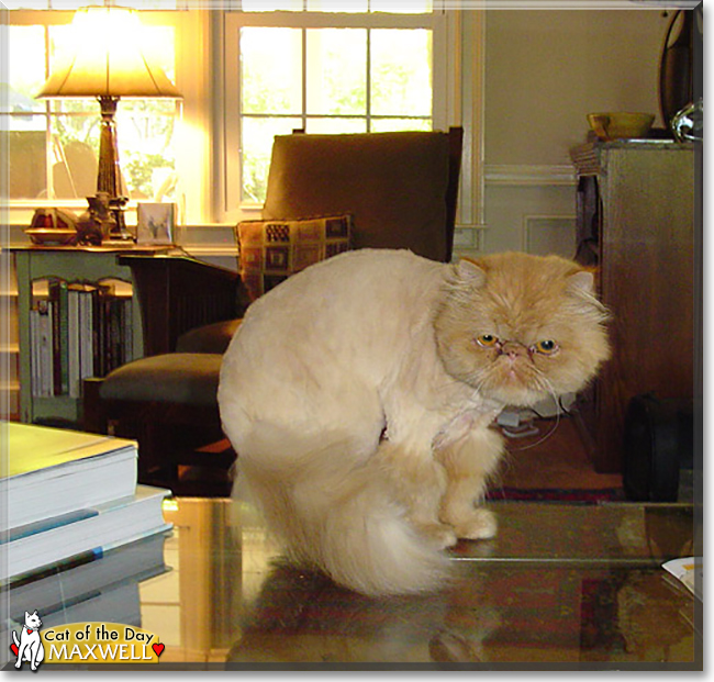 Maxwell the Persian, the Cat of the Day