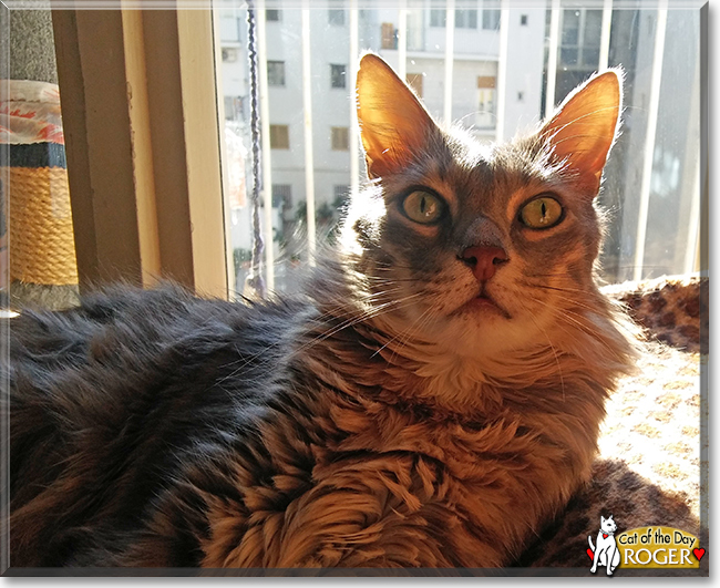 Roger the Maine Coon mix, the Cat of the Day