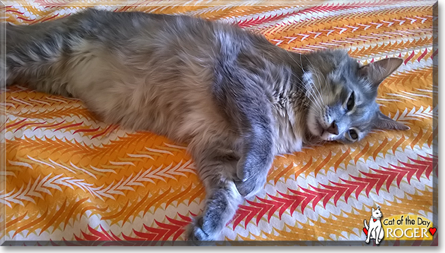 Roger the Maine Coon mix, the Cat of the Day