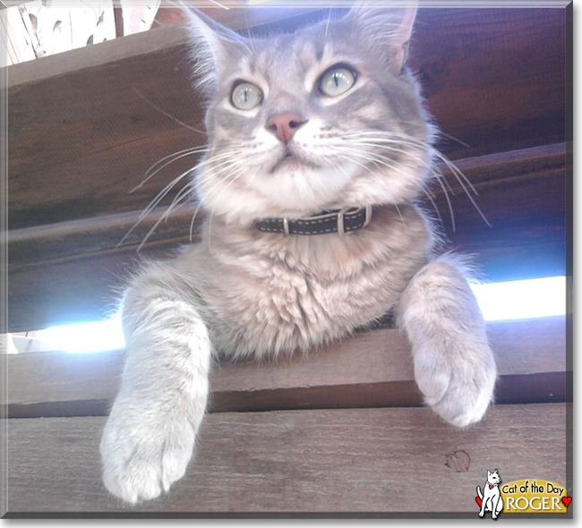 Roger the Maine Coon mix, the Cat of the Day