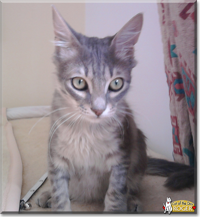 Roger the Maine Coon mix, the Cat of the Day