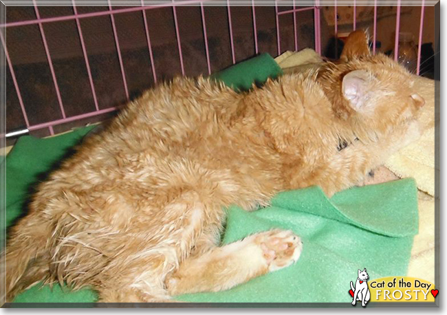 Frosty the Orange Tabby, the Cat of the Day