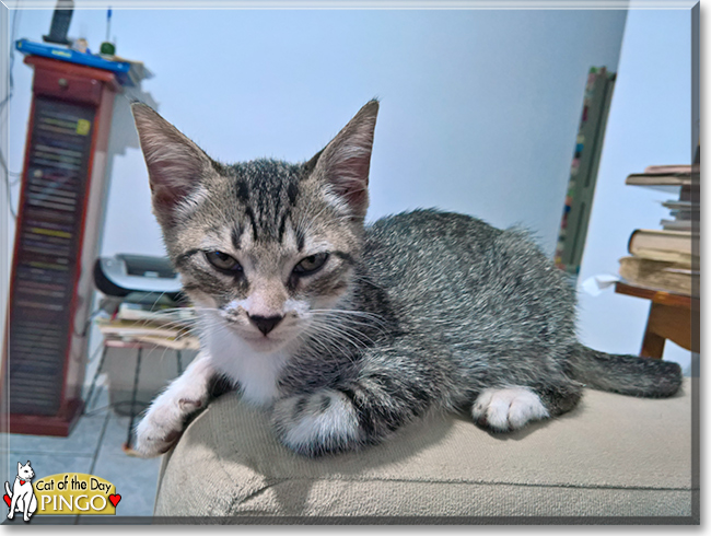 Pingo the Brazilian Cat mix , the Cat of the Day