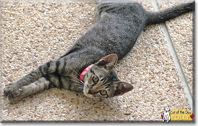 Polly the Tabby, the Cat of the Day