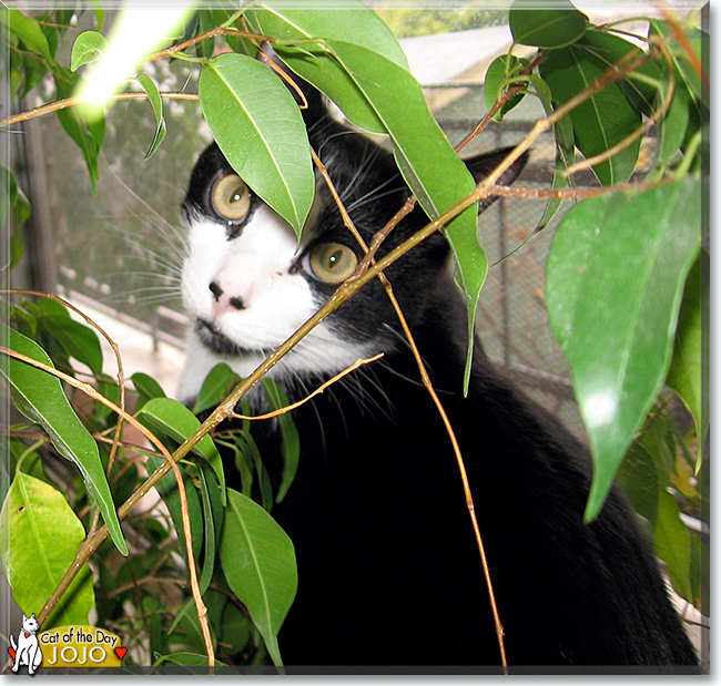 JoJo the Tuxedo Cat, the Cat of the Day