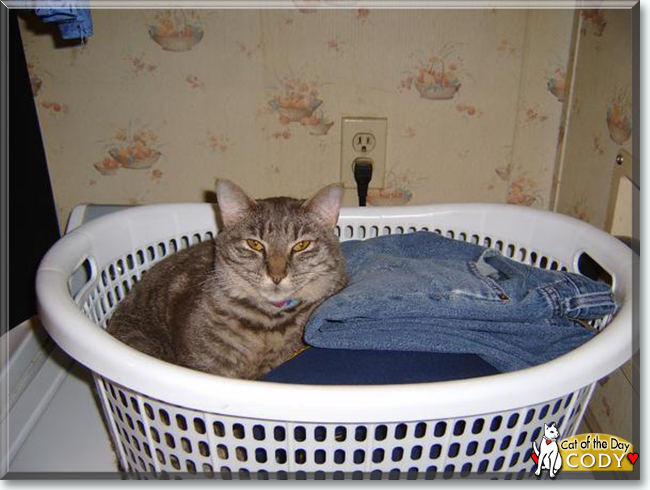 Cody the Tabby, the Cat of the Day