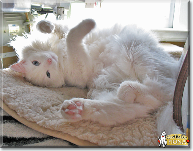 Shadow the Tabby, the Cat of the Day