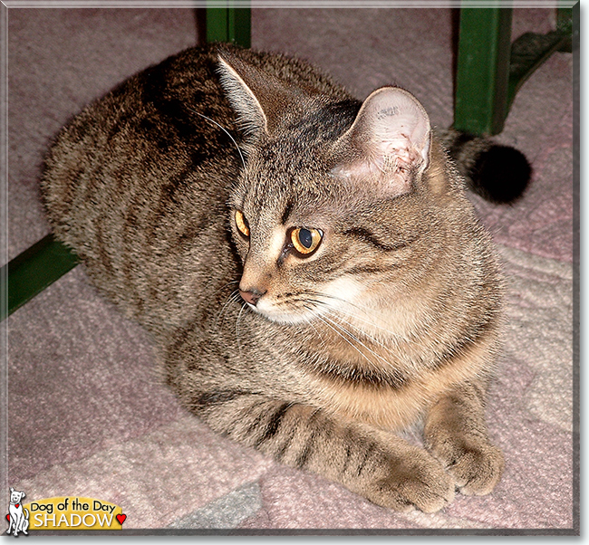 Shadow the Tabby, the Cat of the Day