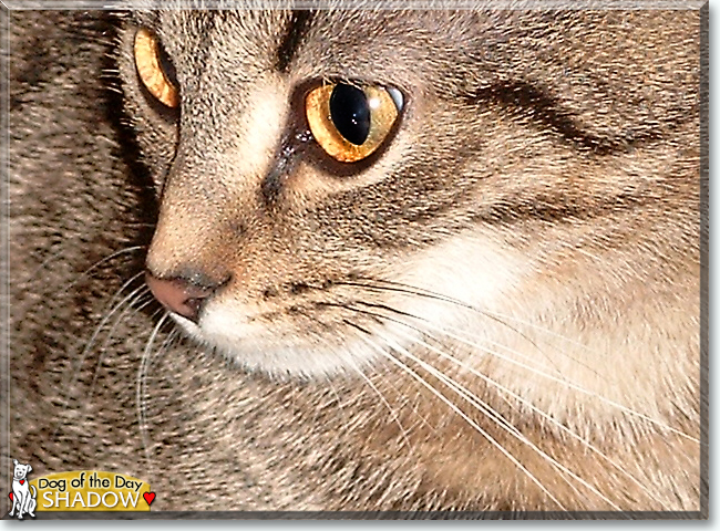 Shadow the Tabby, the Cat of the Day