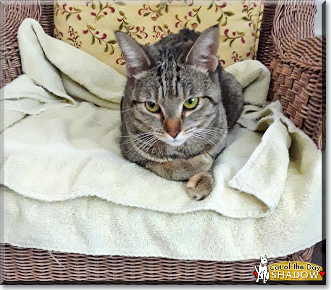 Shadow the Tabby, the Cat of the Day