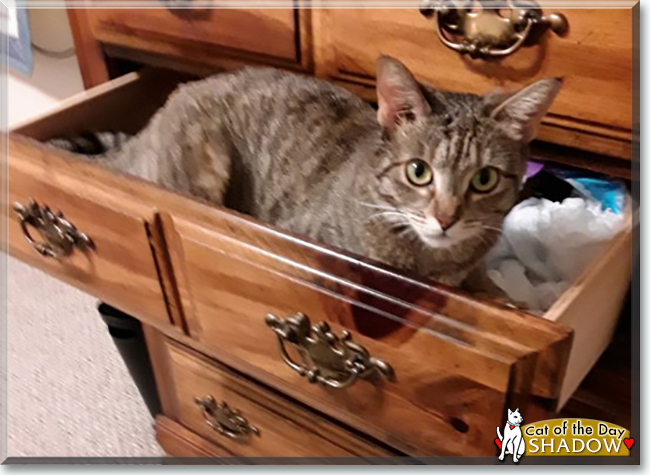 Shadow the Tabby, the Cat of the Day