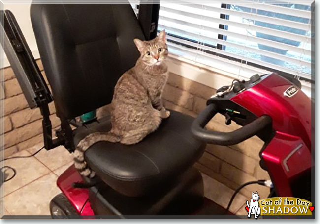 Shadow the Tabby, the Cat of the Day