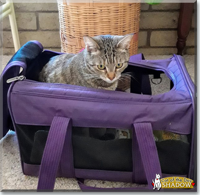 Shadow the Tabby, the Cat of the Day