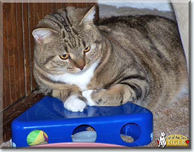 Tiger the Tabby Shorthair, the Cat of the Day