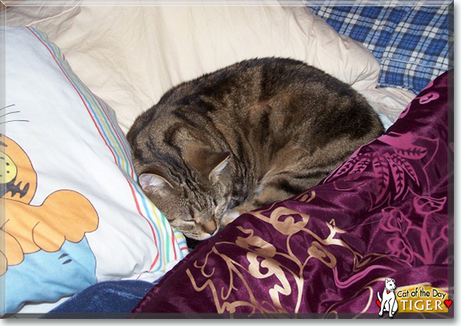 Tiger the Tabby Shorthair, the Cat of the Day