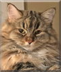 Dolly the Maine Coon, Ragdoll mix