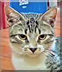 Pingo the Brazilian Cat mix