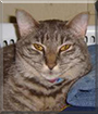 Cody the Tabby,