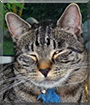 Campino the Tabby