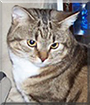 Tiger the Tabby Shorthair