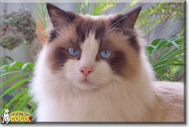 Coco the Ragdoll, the Cat of the Day